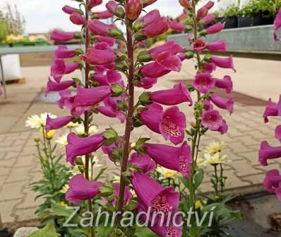 Digitalis purpurea