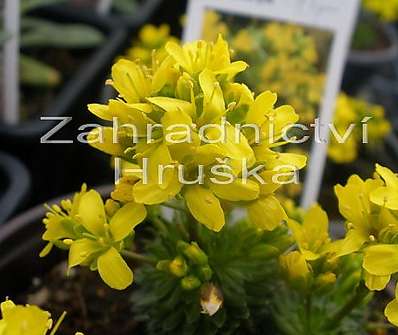 Draba lasiocarpa