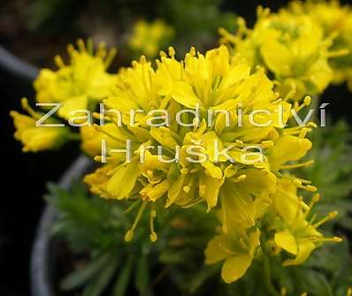 Draba lasiocarpa
