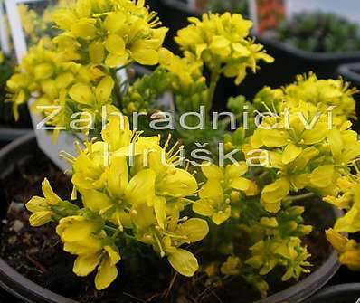 Draba lasiocarpa