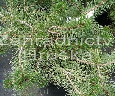 Borovice - Pinus mugo 'Frisby'