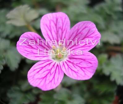 Erodium variabile Bishop´s Form