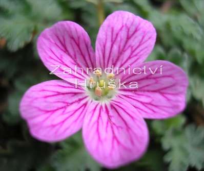 Erodium variabile Bishop´s Form