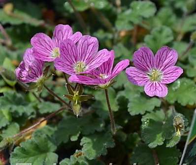 Erodium variabile Bishop´s Form