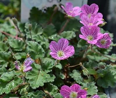 Erodium variabile Bishop´s Form