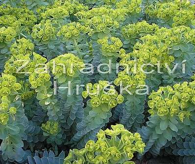 Euphorbia myrsinites