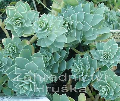 Euphorbia myrsinites