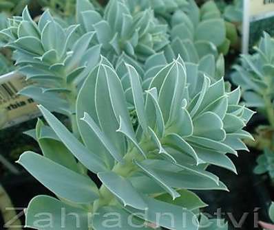 Euphorbia myrsinites