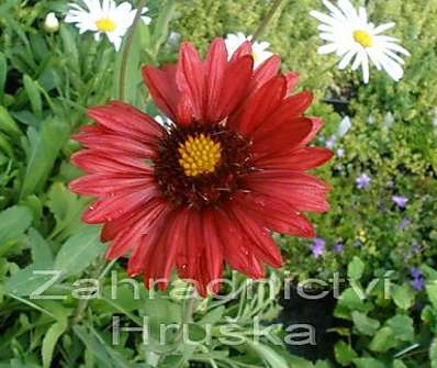 Gaillardia aristata Burgunder