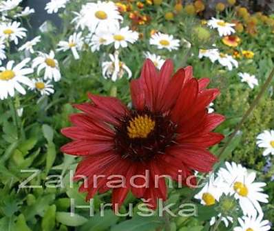 Gaillardia aristata Burgunder