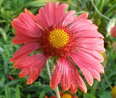 Gaillardia aristata Burgunder