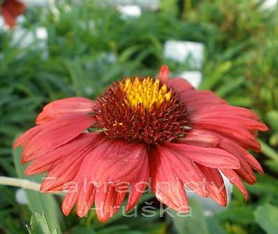 Gaillardia aristata Burgunder
