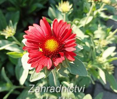 Gaillardia aristata Burgunder