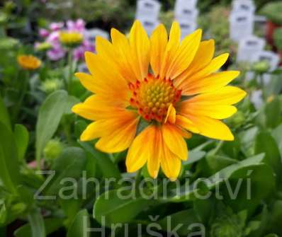 Gaillardia aristata Arizona Apricot