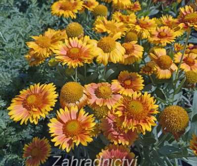 Gaillardia aristata Arizona Apricot