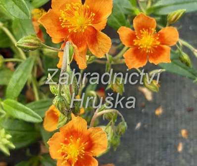 Helianthemum Bronzeteppich