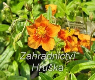 Helianthemum Bronzeteppich