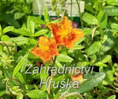 Helianthemum Bronzeteppich