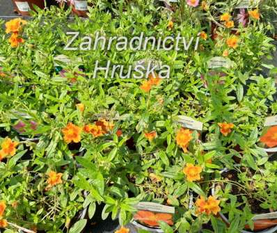 Helianthemum Bronzeteppich