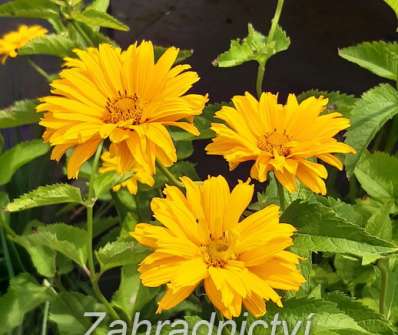 Heliopsis helianth. Summer Sun