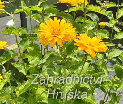 Heliopsis helianth. Summer Sun