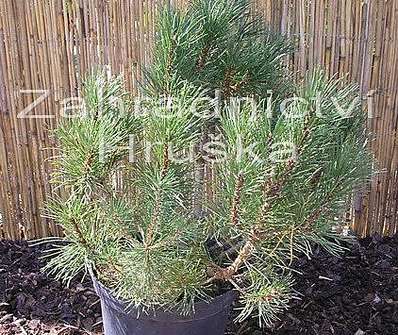 Borovice - Pinus mugo 'Hesse'..