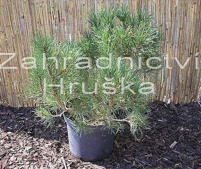 Borovice - Pinus mugo 'Hesse'..