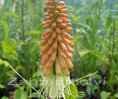 Kniphofia uvaria Grandiflora