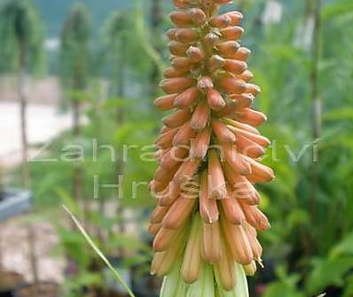 Kniphofia uvaria Grandiflora