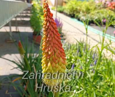 Kniphofia uvaria Grandiflora