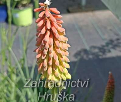 Kniphofia uvaria Grandiflora