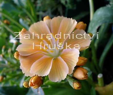 Lewisia cotyledon Regenbogen