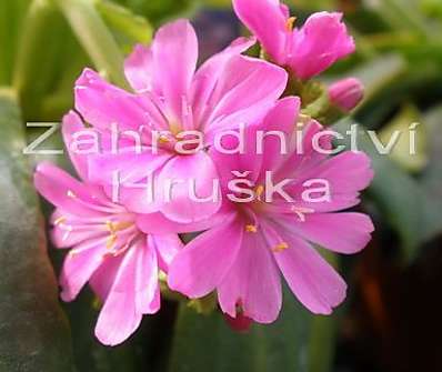 Lewisia cotyledon Regenbogen
