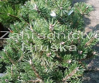 Borovice - Pinus mugo 'Humpy'.