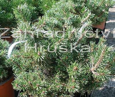 Borovice - Pinus mugo 'Humpy'.