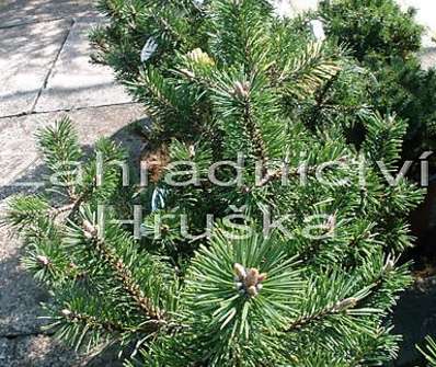 Borovice - Pinus mugo 'Humpy'.