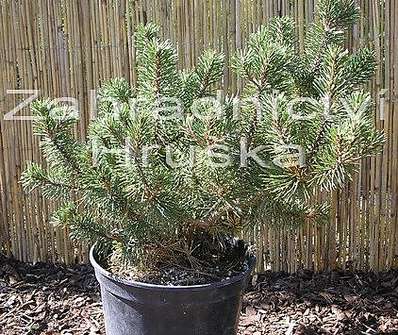 Borovice - Pinus mugo 'Humpy'.