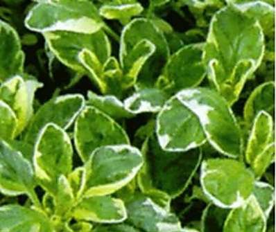 Origanum vulgare