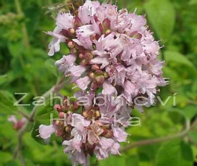 Origanum vulgare