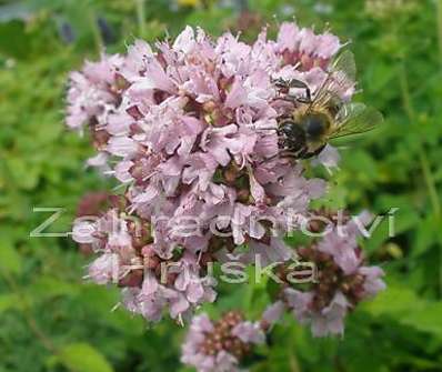 Origanum vulgare
