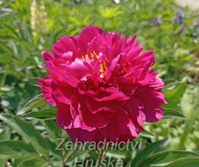 Paeonia lactiflora Karl Rosendfield