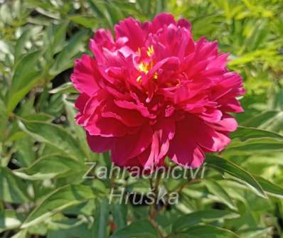 Paeonia lactiflora Karl Rosendfield