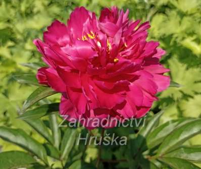 Paeonia lactiflora Karl Rosendfield