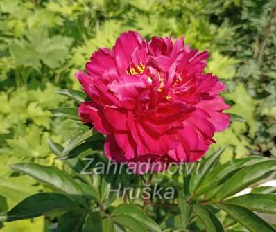 Paeonia lactiflora Karl Rosendfield