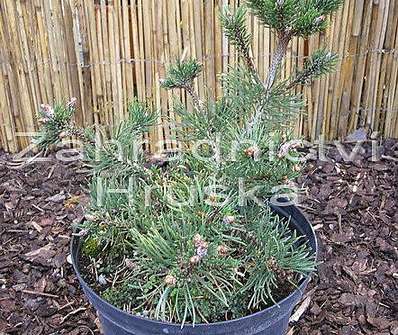 Borovice - Pinus mugo 'Kudrnáč'.