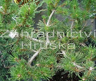Borovice - Pinus mugo 'Kudrnáč'.