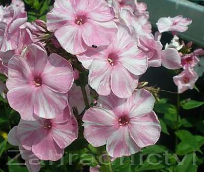 Phlox paniculata Picasso
