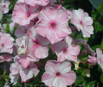 Phlox paniculata Picasso