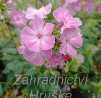 Phlox paniculata Picasso