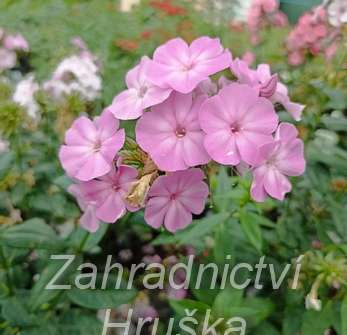 Phlox paniculata Picasso